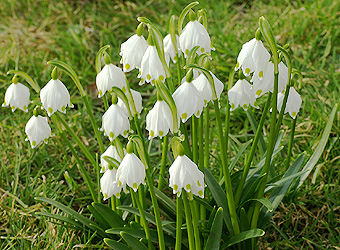 Белоцветник, леукойум (Leucojum) Leucojum11